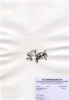 藏品(交織松藻)的圖片